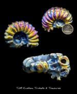 Aura ammonite