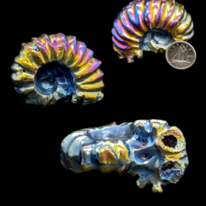 Aura ammonite